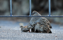 fat-birds:  Female California Quail with her young by Photography Through Tania’s Eyes on Flickr.
