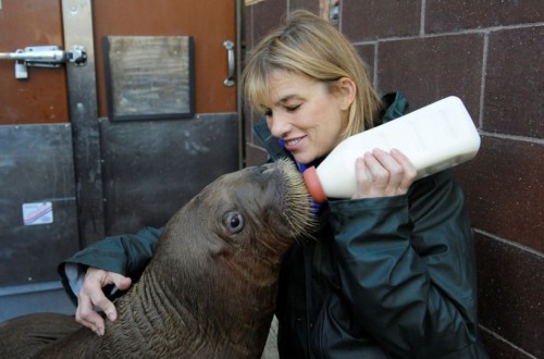 theanimalblog:  Mitik, an orphaned walrus calf rescued off the coast of Barrow, Alaska, continues to recover at the Wildlife Conservation Society’s New York Aquarium.  Picture: Rex Features