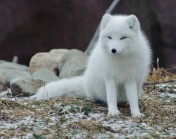 animals-plus-nature:  Artic Fox - January