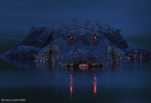 jtotheizzoe:  Red Eye Photographer Larry Lynch captured this haunting, demonic shot of a Florida alligator in the dark of night. The red glow is due to a layer of light-amplifying tissue in the gator’s eye called a tapetum lucidum, the same thing that