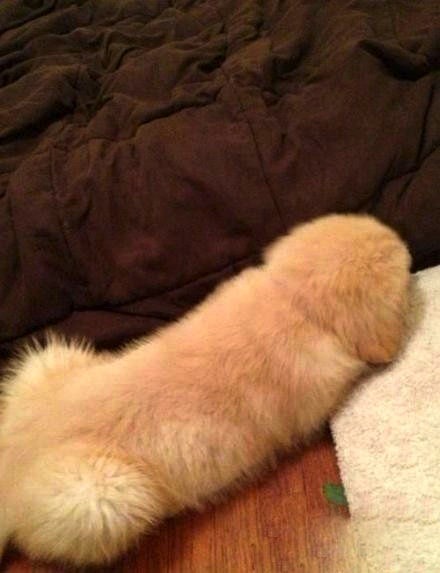 ellendegeneres:  This is a puppy.