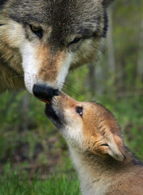 Just Following My Breath