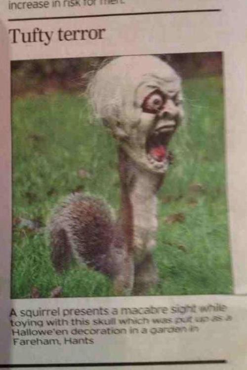love-in-a-sandbox:  —-hwake—-:  kaliyantra:  STOP SCROLLING this squirrel has