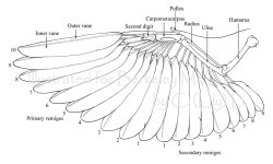 scientificillustration:  Bird wings 