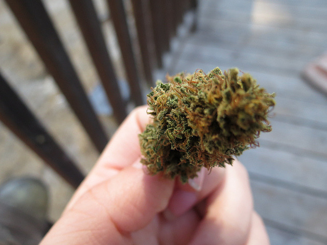 stoners-crew:  pretty nug by mickifresh on Flickr. 