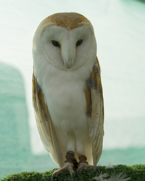opcion:  Owl - DSC_0412 (by ngbyrne) 