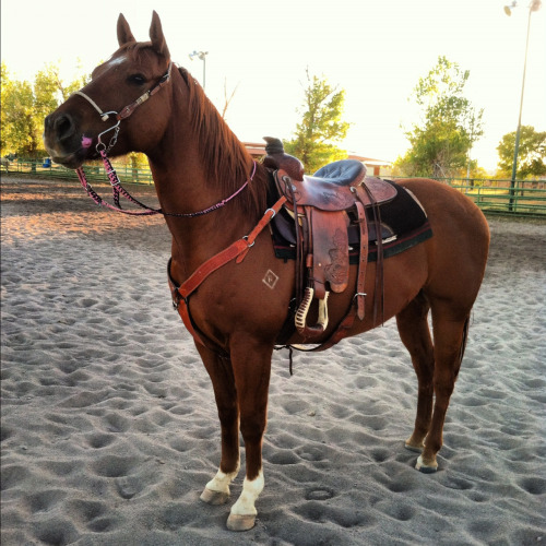 barrelracer1315: I love my horse!! :)