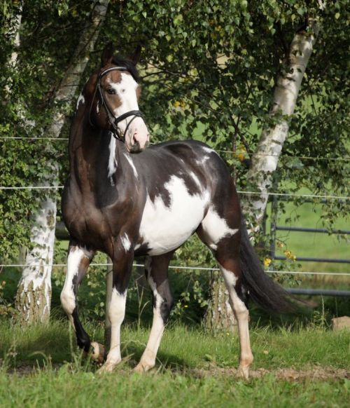 ermahgerdgetinmerbern:  “Letter of Marque” - Thoroughbred stallion bred by ColorWind Ran