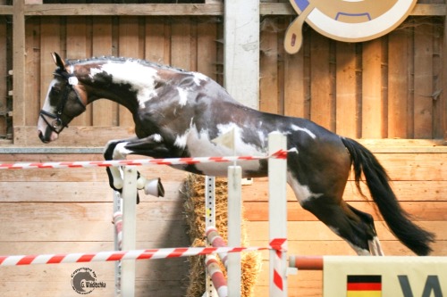 ermahgerdgetinmerbern:  “Letter of Marque” - Thoroughbred stallion bred by ColorWind Ran