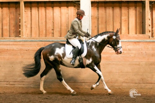 ermahgerdgetinmerbern:“Letter of Marque” - Thoroughbred stallion bred by ColorWind Ran