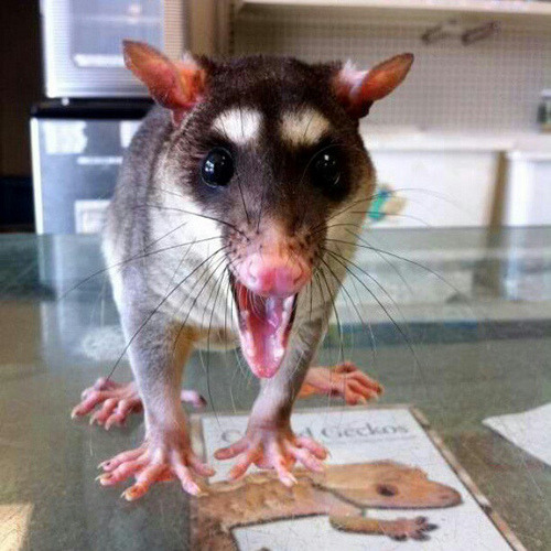 Clyde the Possum