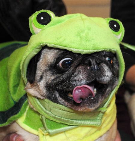 niknak79:Pug Halloween costumes