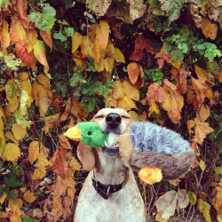 maddieonthings:  I got a duck 