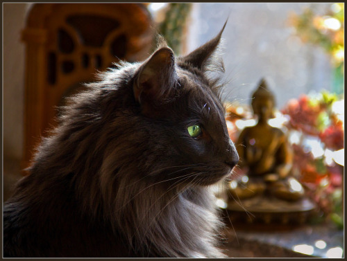 Cat Meditation (by FocusPocus Photography)