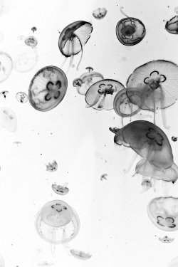 mentalclimax:  Jellyfish