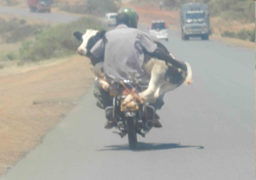 Thai transporter