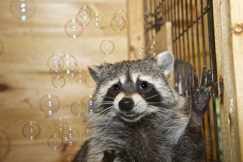 A raccoon with bubbles. That is all. (via latenightowl)