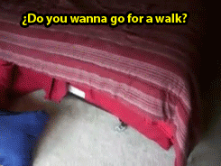 onlylolgifs:  Dog knows difference between porn pictures