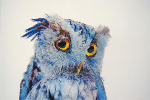 devidsketchbook: GORGEOUS OWLS DRAWINGS BY JOHN PUSATERI  (pencil, charcoal, pastel, on archiva