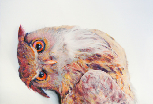 devidsketchbook: GORGEOUS OWLS DRAWINGS BY JOHN PUSATERI  (pencil, charcoal, pastel, on archiva