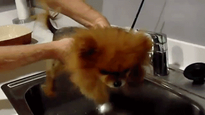 onlylolgifs:Pomeranian Swims in an Empty Sink