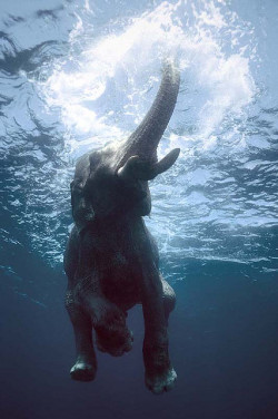 Worl-D:  Swimming Elephants (By Oblaise) 