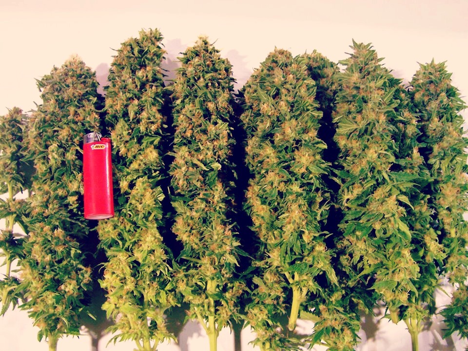 Weed