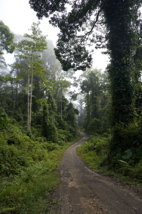 kuchingite: Danum Valley rainforest. [source] want more posts like this? check out my blog!