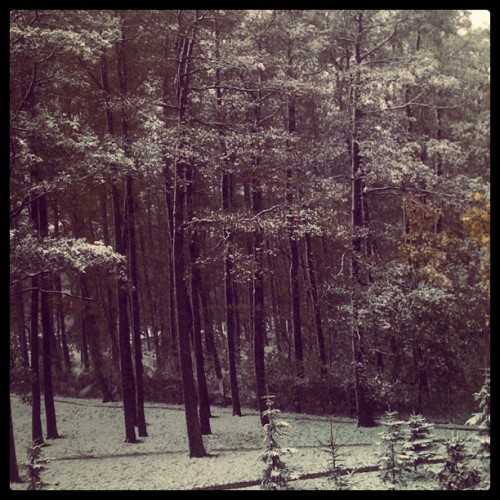 It&rsquo;s not even november and it&rsquo;s already snowing :&lt; #snow #nature #tree #trees #poland