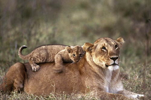 llbwwb:  Loving Mommy:) by Paul Sauders.