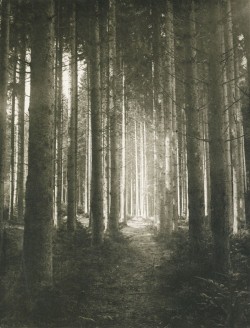 steichlitz:Waldlichtung, 1897, by Edouard