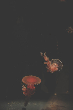  Jellies, By Emilielanglais.