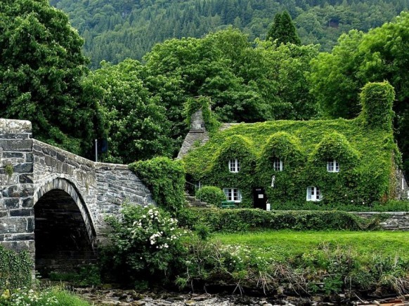 harvestheart:  Another - an Ivy Covered Stone Cottage and Stone Bridge 