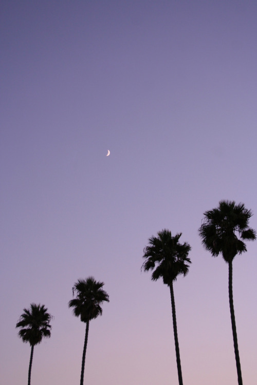 trnscndnt:  Palms (by Melanie Ragoza) 