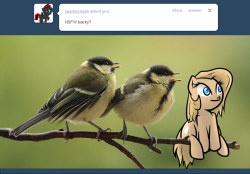 Ask-Backy:  Backy And Pair Of Great Tits.  I Am Far More Amused By This Than I Should