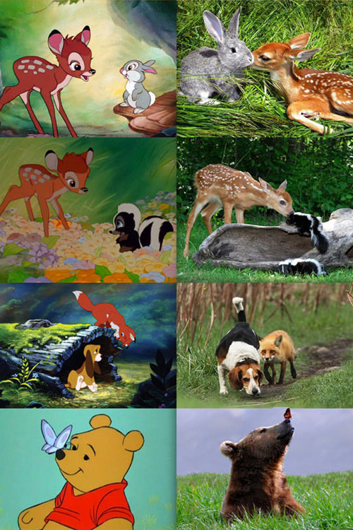 stephanie-le-slutau:  starfleetrambo:  awklicious:      Best post on tumblr   i had to reblog this   Omg the fox and the hound one  Have to reblog