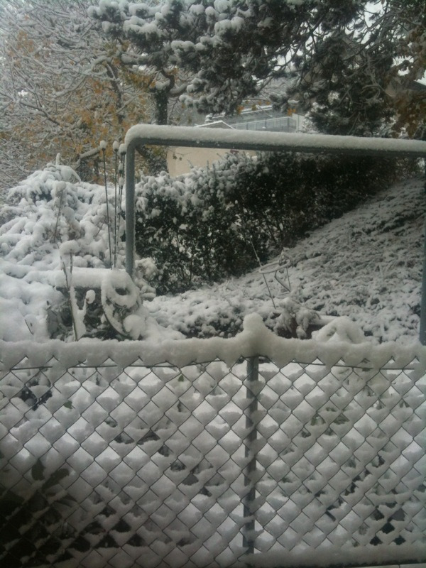 Wake up, see this and a hysteric cat who thinks it only snowed for her.   IT&rsquo;S