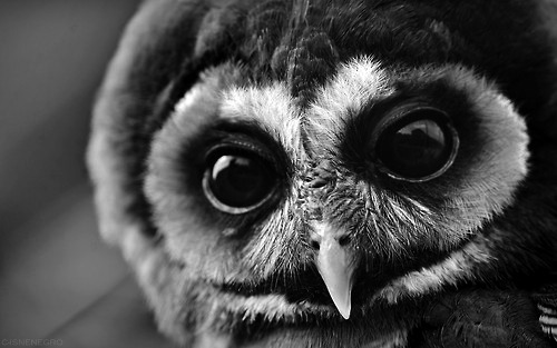 s-pell:  twitter 