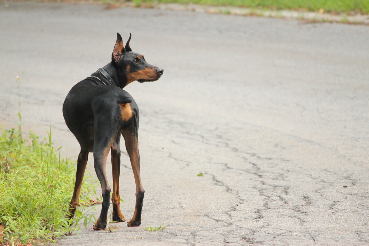 emmopipi:  dog bless you.