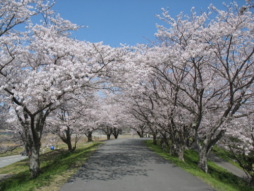 Cherry blossoms, Ise, Mie, Japan