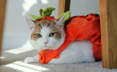 Little Miss Pumpkin by Jennuine Captures on Flickr.