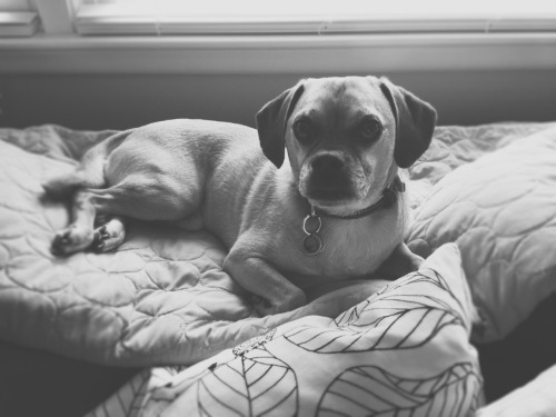 The Animal Blog