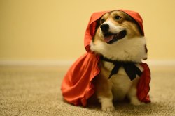 runtmasterflex:  Little red riding hood doesn’t