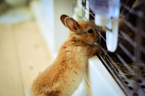 thvnders:  conejitos distance. 