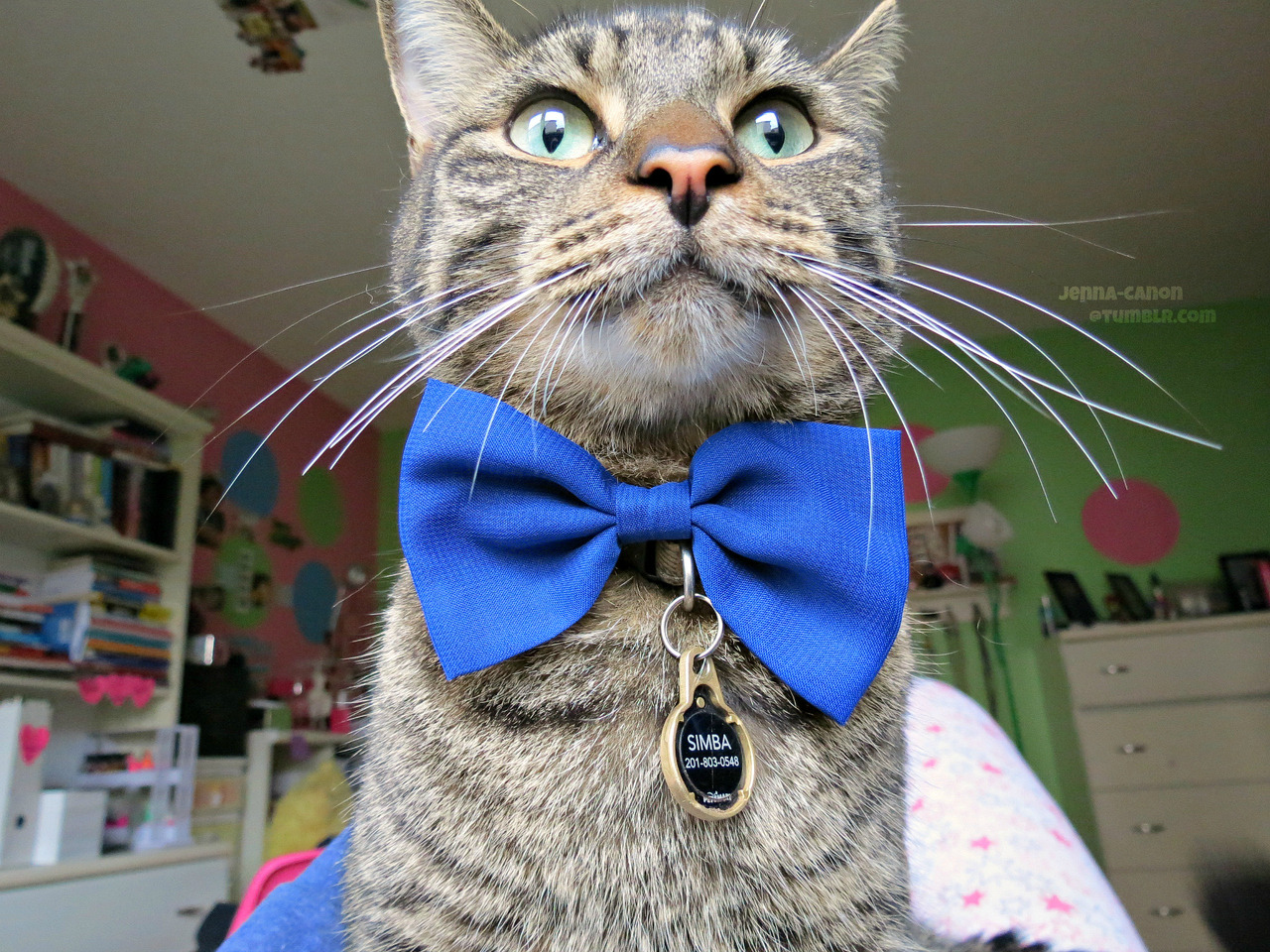 jenna-canon:  jenna-canon:  My cat is such a gentleman  RIP baby &lt;3 