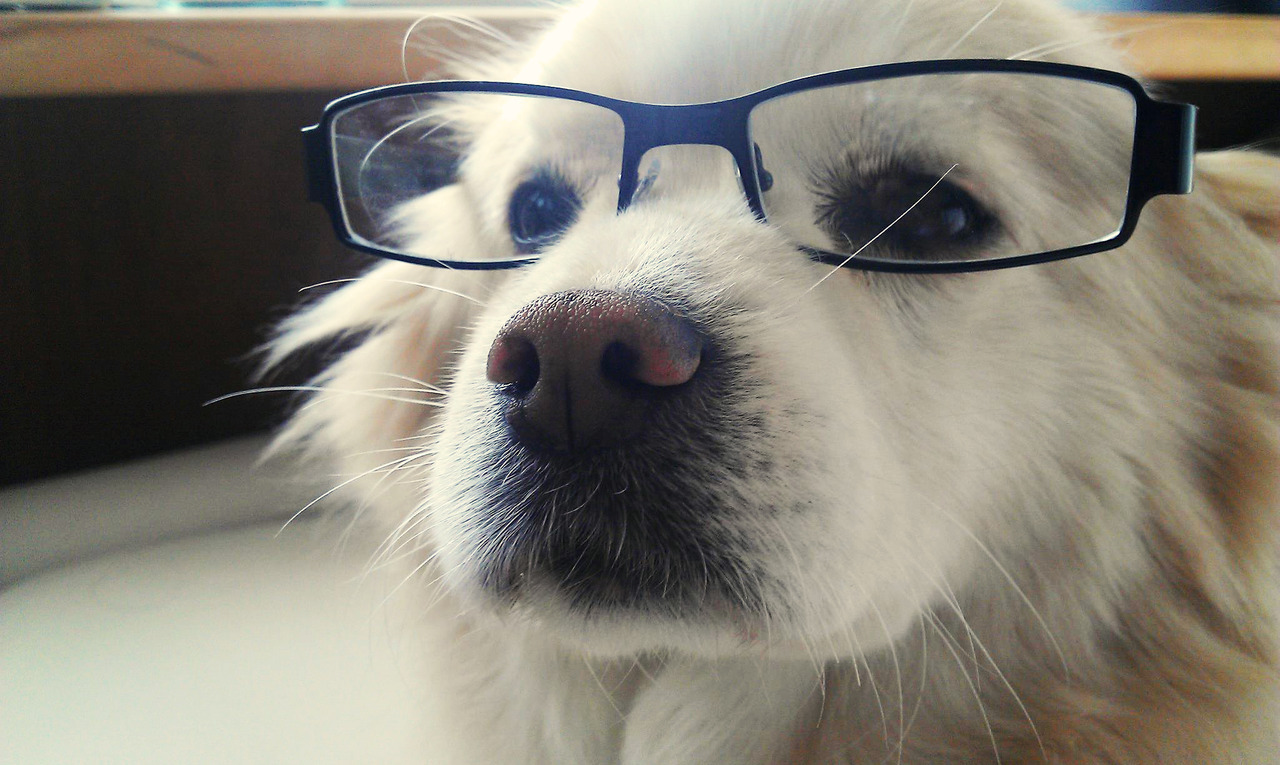 theanimalblog:  Submitted by: sensemakesdollars