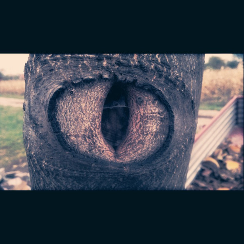 A Tree&rsquo;s “Eye” via sil3ntbeatz