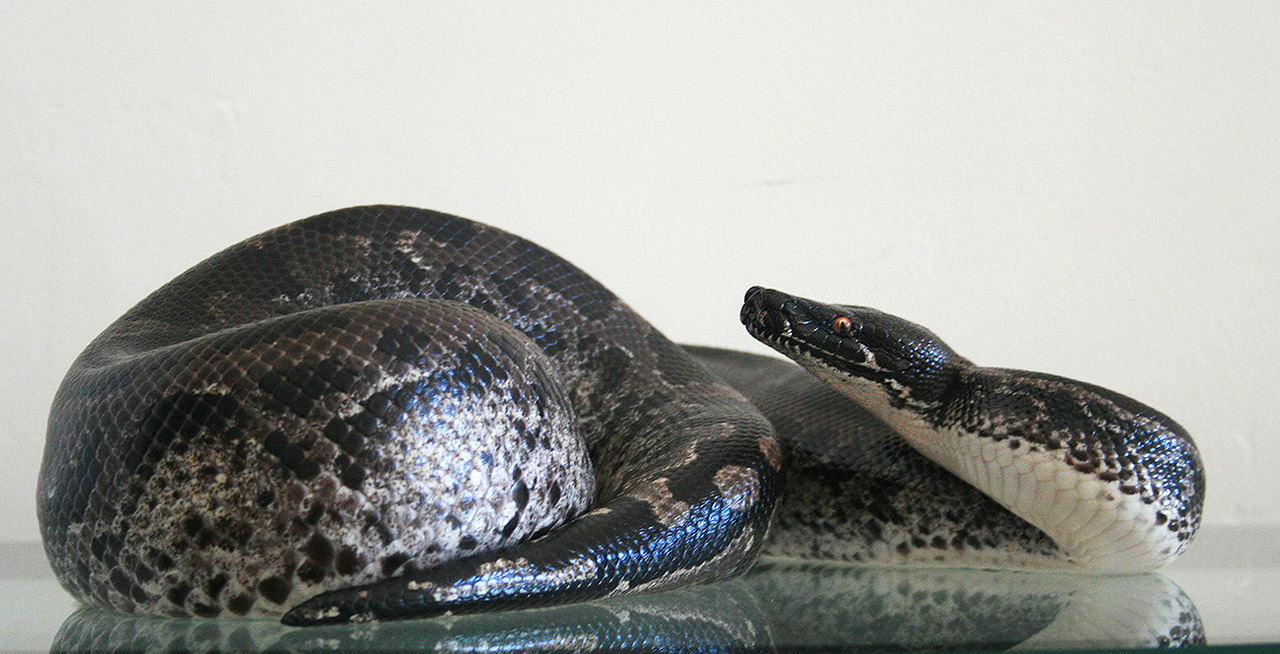 fimbry:  My beautiful boy just shed last night. Love Svid. &lt;3 