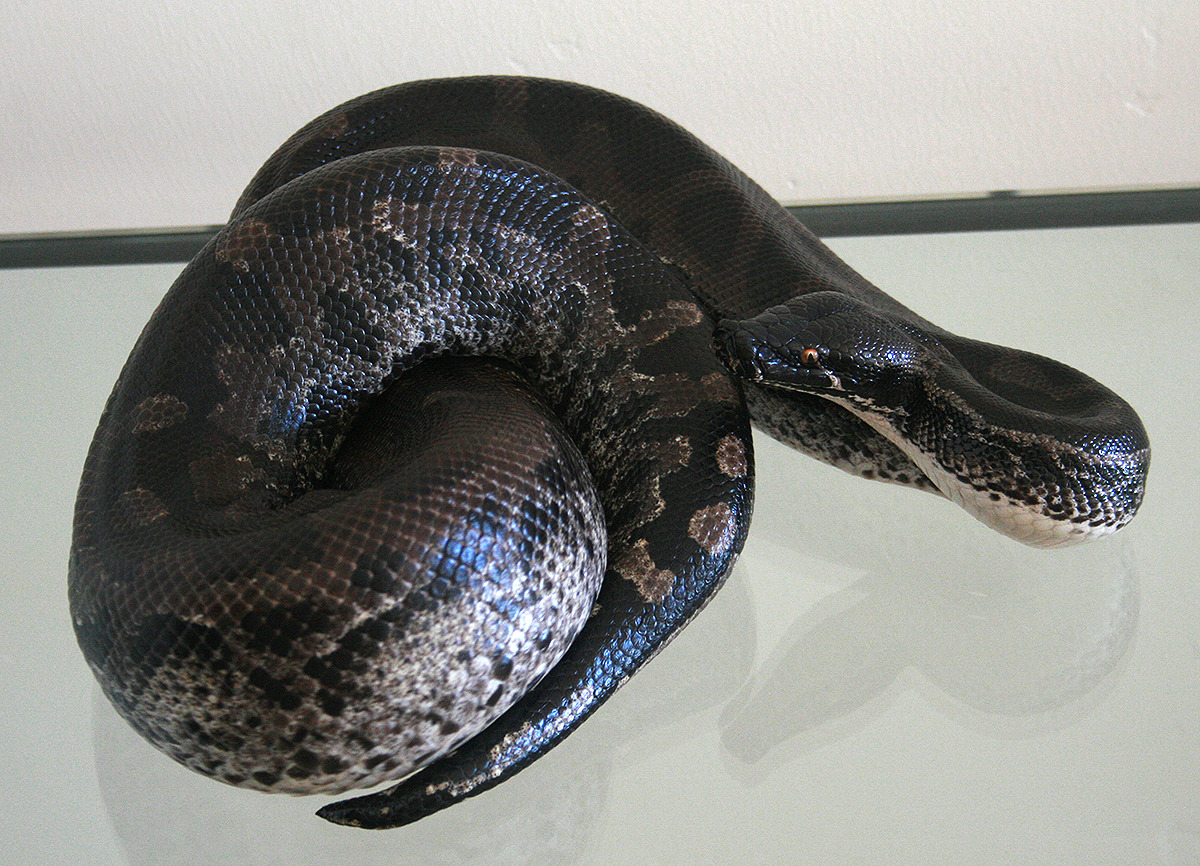 fimbry:  My beautiful boy just shed last night. Love Svid. &lt;3 