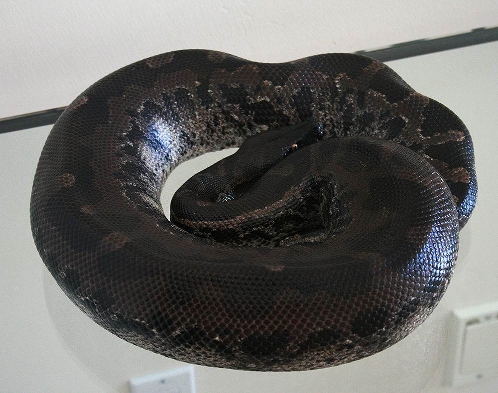 fimbry:  My beautiful boy just shed last night. Love Svid. &lt;3 